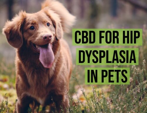 CBD for Hip Dysplasia in Pets
