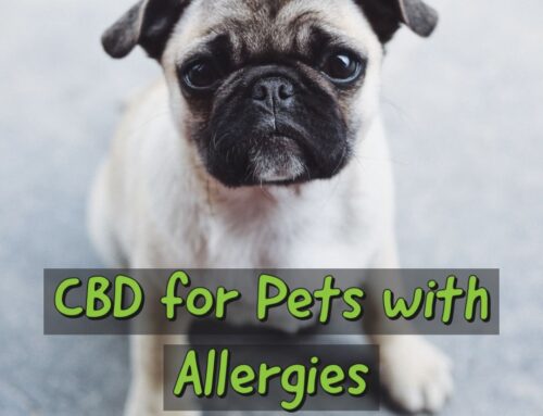 CBD for Pets with Allergies