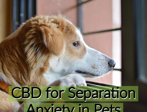 CBD for Separation Anxiety in Pets