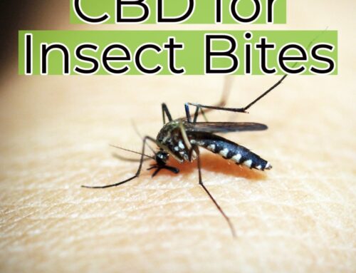 CBD for Insect Bites