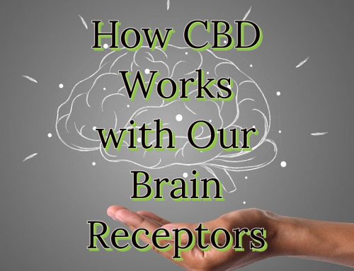 How CBD Works with our Brain Receptors